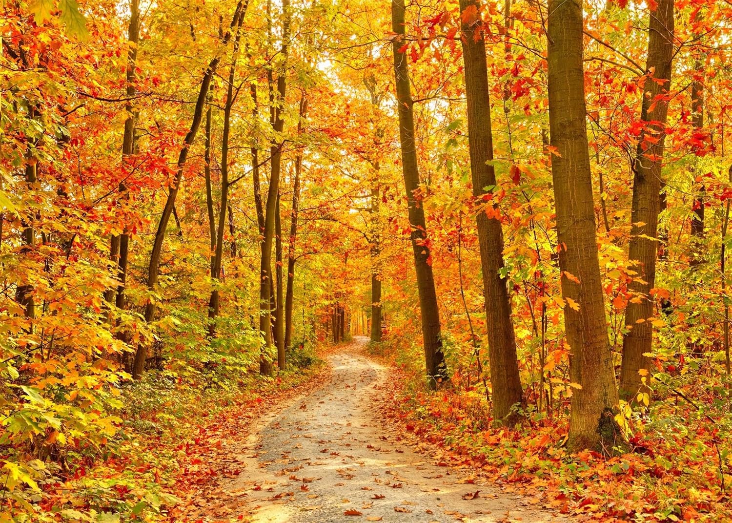 Forest Background Fall Maple R Entry BELECO Fabric Fall Forest Backdrop Autumn Woodland Fallen Maple Leaves ...